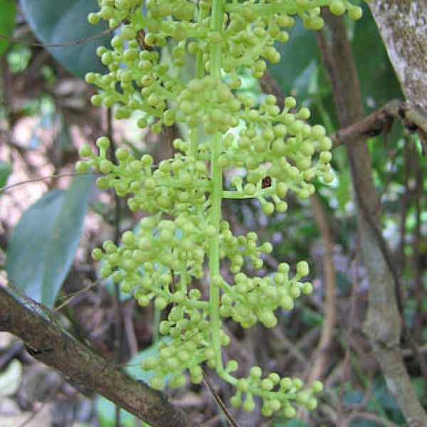 Helios Homeopathy Cocculus Indicus