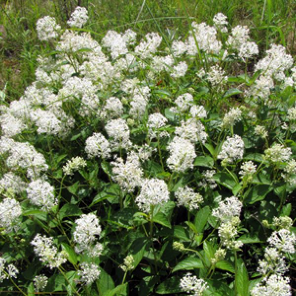 Helios Homeopathy Ceanothus