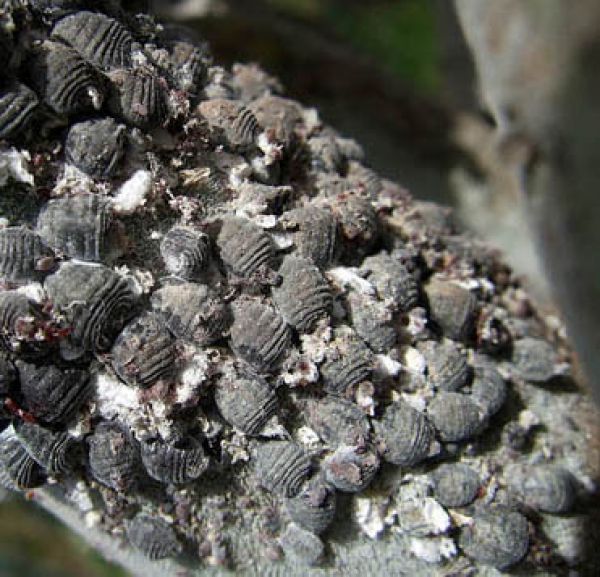 Helios Homeopathy Coccus cacti